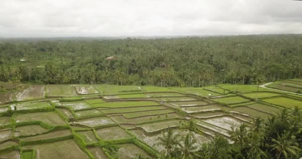 美しいライス テラス ubuda、インドネシア — ストック動画