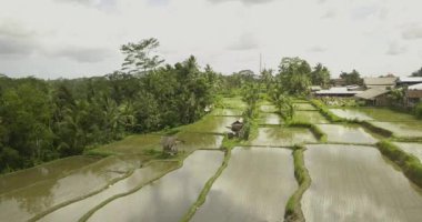 Güzel pirinç terasları ubuda, Endonezya