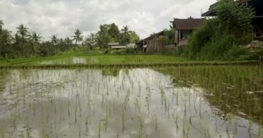 Güzel pirinç terasları ubuda, Endonezya