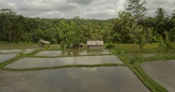 Belos terraços de arroz ubuda, indonésia — Vídeo de Stock