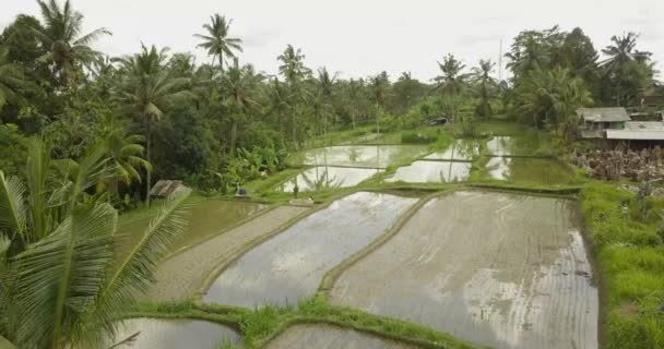 Terase frumoase de orez ubuda, indonezia — Videoclip de stoc