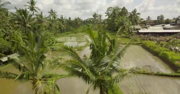 belles terrasses de riz ubuda, indonesia 