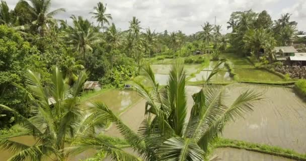 Красивые рисовые террасы ubuda, indonesia — стоковое видео