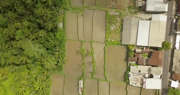 Hermosas terrazas de arroz ubuda, indonesia — Vídeos de Stock