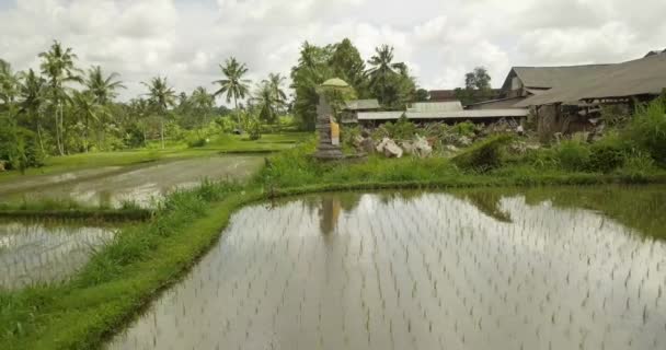 सुंदर तांदूळ टेरेस उबुडा, इंडोनेशिया — स्टॉक व्हिडिओ