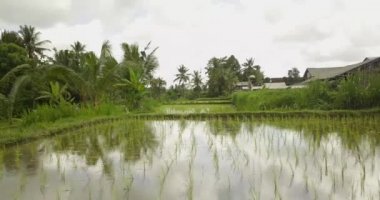 Güzel pirinç terasları ubuda, Endonezya