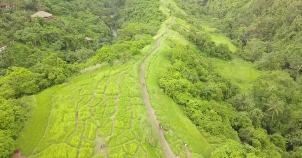 Trilha do artista Ubud, Indonésia — Vídeo de Stock