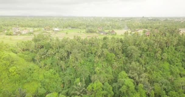 Тропа художника Убуда, Индонезия — стоковое видео