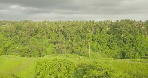 A művész, Ubud, Indonézia nyomában — Stock videók