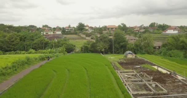 Όμορφη ρύζι βεράντες ubuda, Ινδονησία — Αρχείο Βίντεο