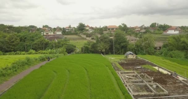 Güzel pirinç terasları ubuda, Endonezya — Stok video