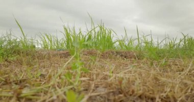 Güzel pirinç terasları ubuda, Endonezya