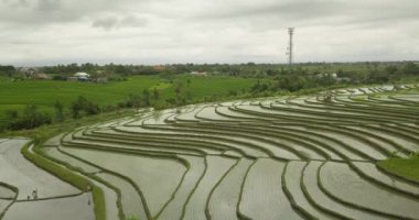 Güzel pirinç terasları ubuda, Endonezya