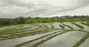 Güzel pirinç terasları ubuda, Endonezya
