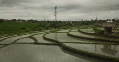 Güzel pirinç terasları ubuda, Endonezya