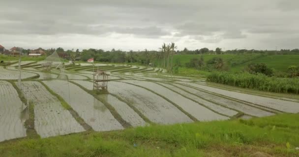 Schöne reisterrassen ubuda, indonesien — Stockvideo