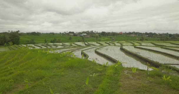 Hermosas terrazas de arroz ubuda, indonesia — Vídeos de Stock