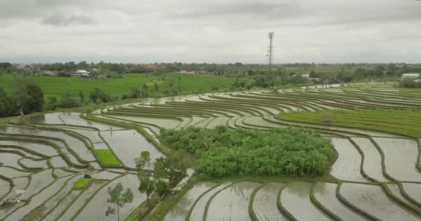 Belos terraços de arroz ubuda, indonésia — Vídeo de Stock