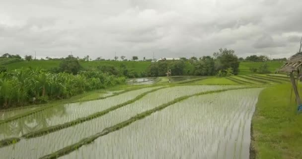 Piękny ryżu tarasy ubuda, Indonezja — Wideo stockowe