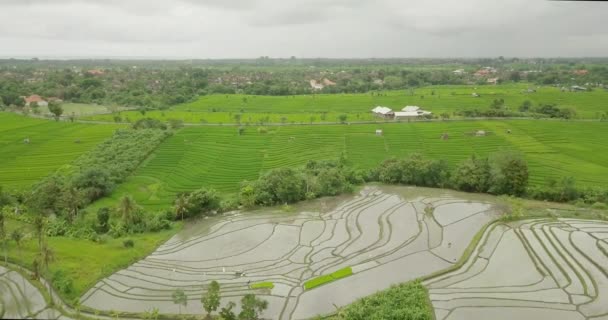 아름 다운 쌀 테라스 ubuda, 인도네시아 — 비디오