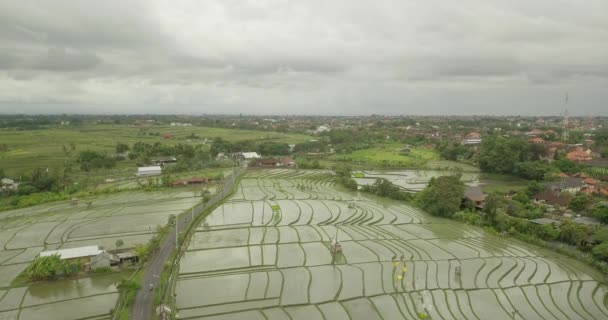 Όμορφη ρύζι βεράντες ubuda, Ινδονησία — Αρχείο Βίντεο