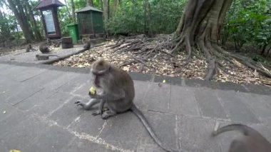 Ubud maymun ormanı, birçok maymun, Endonezya