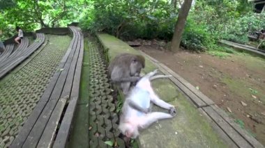 Ubud maymun ormanı, birçok maymun, Endonezya