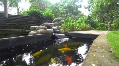 koi, renkli sazan, bir havuzda yüzer, 4k video