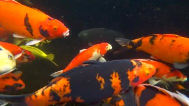 koi, renkli sazan, bir havuzda yüzer, 4k video