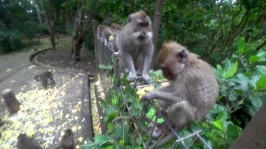 Ubud maymun ormanı, birçok maymun, Endonezya