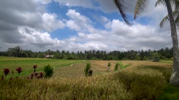 Vue sur les terrasses de riz en indonésie — Video