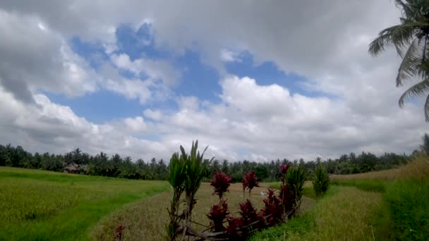 Widok na tarasy ryżowe w Indonezji — Wideo stockowe