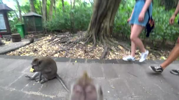 Ubud monkey forest, many monkeys, Indonesia — Stock Video