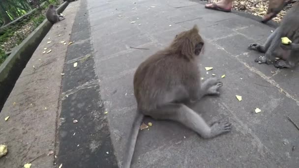 Ubud Monkey Forest, wiele małp, Indonezja — Wideo stockowe