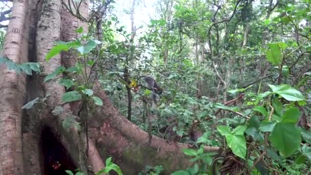 Opičí Les, mnoho opic, Indonésie — Stock video