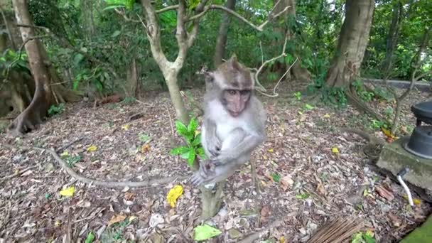 Ubud maymun ormanı, birçok maymun, Endonezya — Stok video
