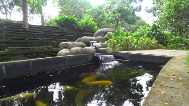 Koi, farbiger Karpfen, schwimmt in einem Teich, 4k video — Stockvideo