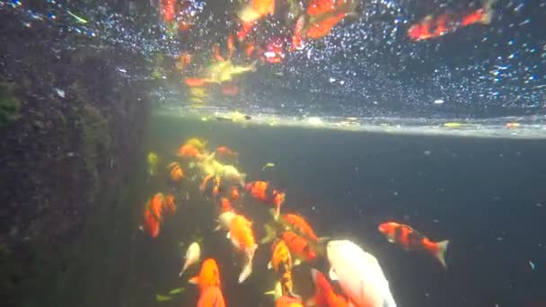 Koi, цветной карп, плавает в пруду, 4k видео — стоковое видео