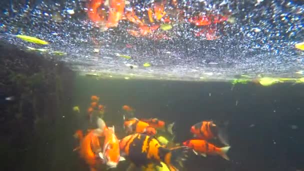 Koi, цветной карп, плавает в пруду, 4k видео — стоковое видео