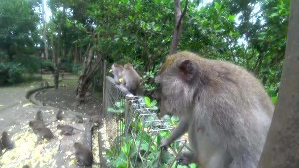 ウブドサルの森、多くのサル、インドネシア — ストック動画