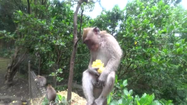 Ubud Monkey Forest, wiele małp, Indonezja — Wideo stockowe