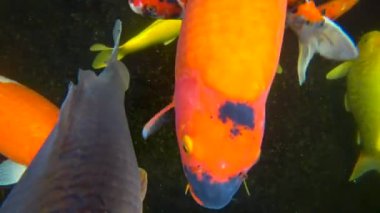 koi, renkli sazan, bir havuzda yüzer, 4k video