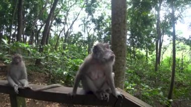 Ubud maymun ormanı, birçok maymun, Endonezya