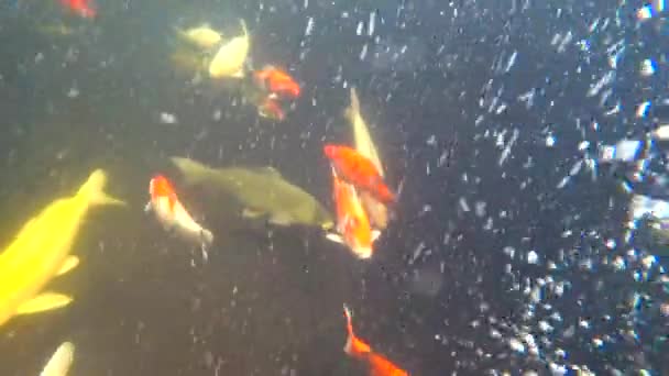 Koi, színes ponty, úszik a tóban, 4k videó — Stock videók
