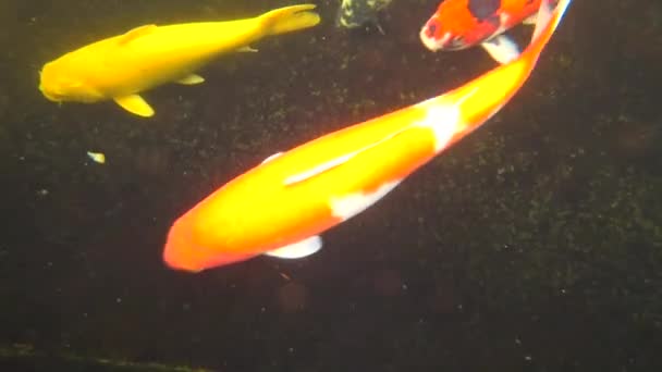 Koi, carpa colorida, nada em uma lagoa, vídeo 4k — Vídeo de Stock