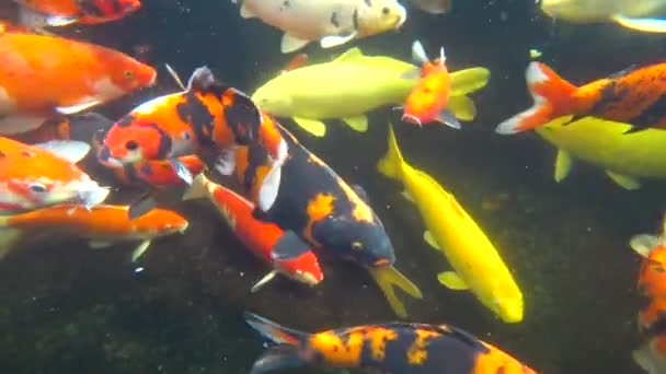 Koi, colored carp, swims in a pond, 4k video — Stock Video