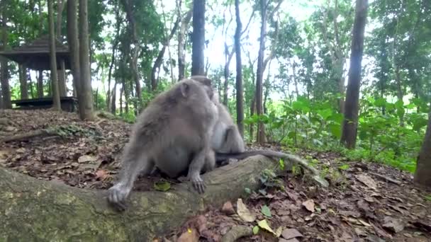 Floresta de macacos Ubud, muitos macacos, Indonésia — Vídeo de Stock