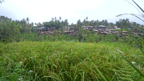 Vista de terrazas de arroz en indonesia — Vídeo de stock