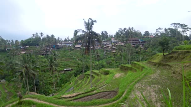 インドネシアの棚田の眺め — ストック動画