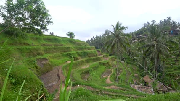 Uitzicht op rijstterrassen in Indonesië — Stockvideo